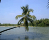 images/Cocanut1